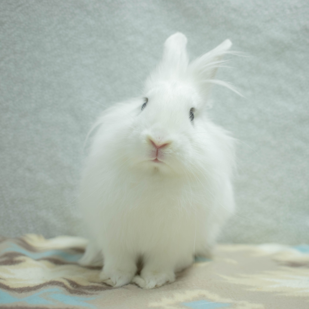 Penny (bonded to Chowder), photo 11