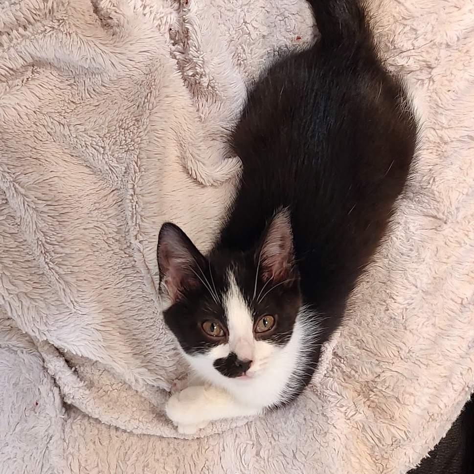 Nora, photo 6