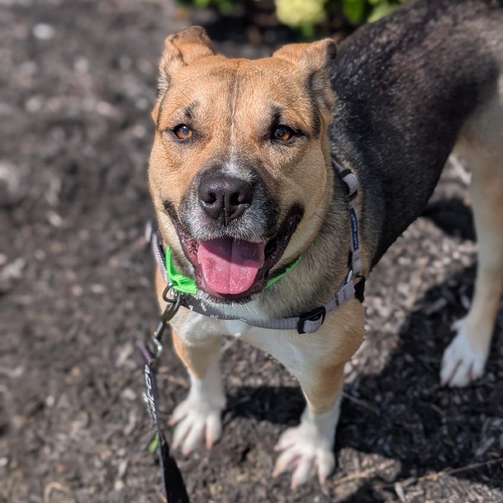 GWEN - Mixed Breed (Medium) available for adoption