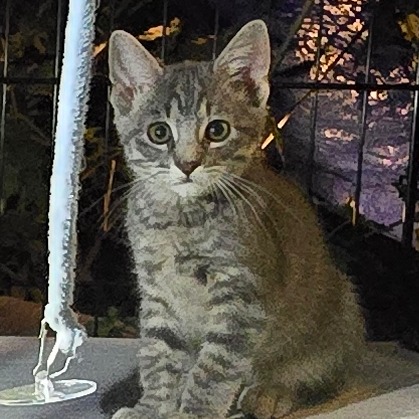 ANDERS AKA GENOLA BABY 4 - Domestic Shorthair available for adoption
