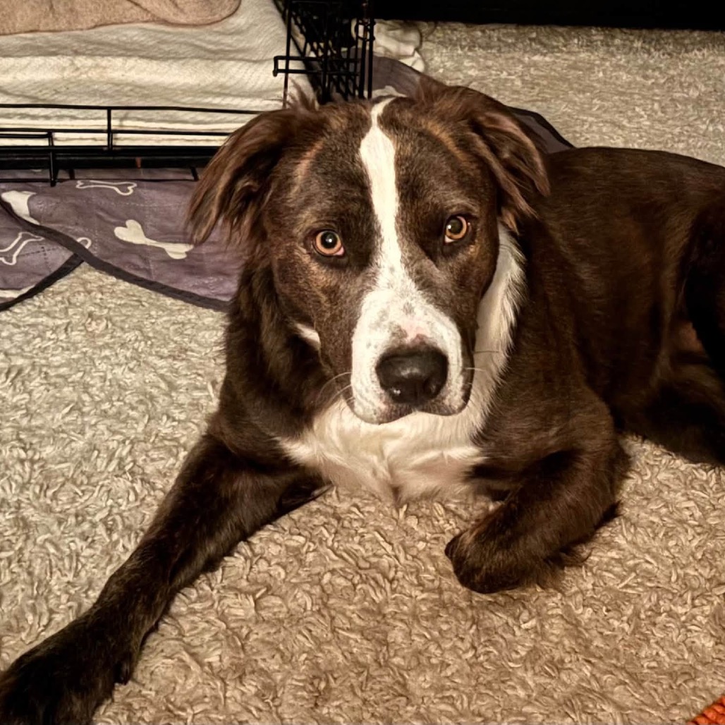 Melia, photo 4