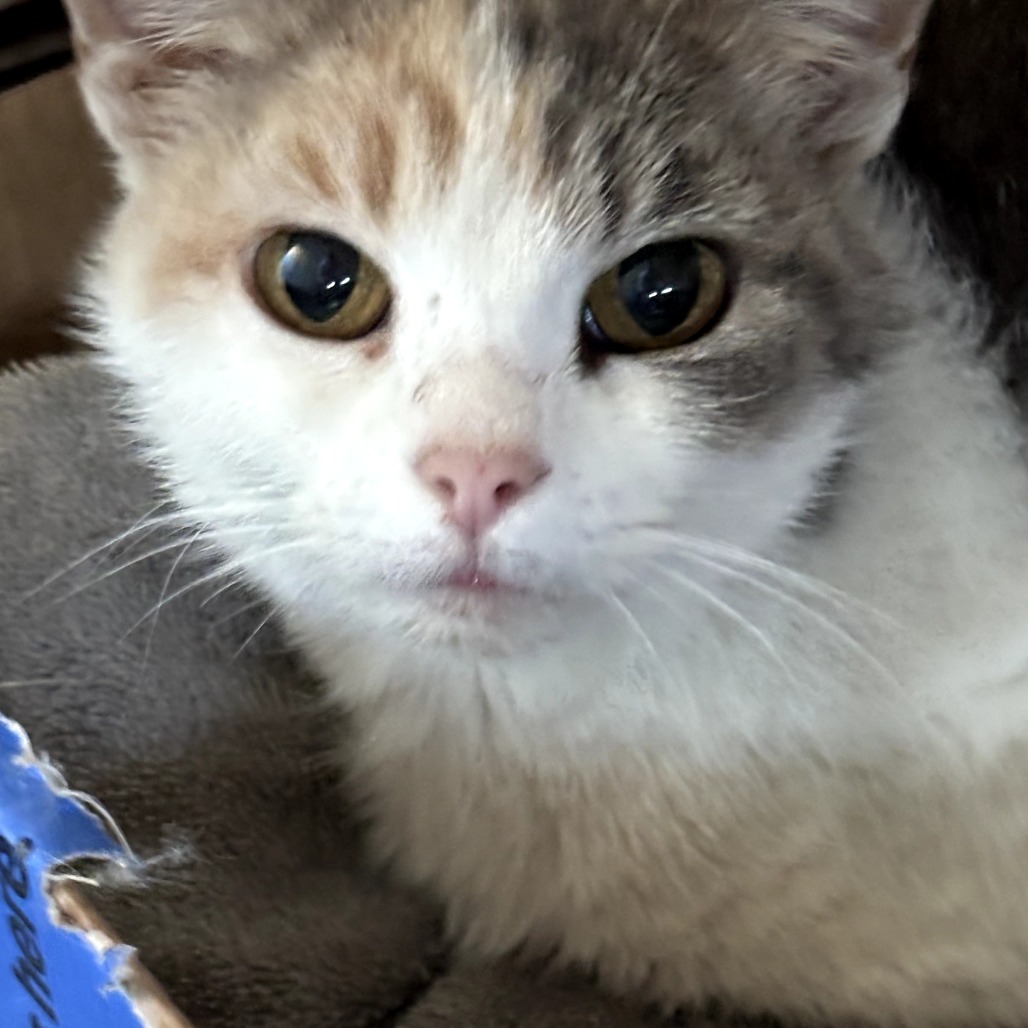 Tansy, an adoptable cat