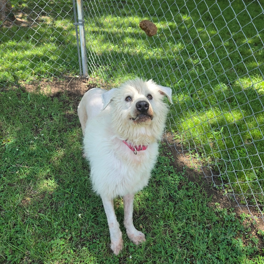 Shaggy photo 25