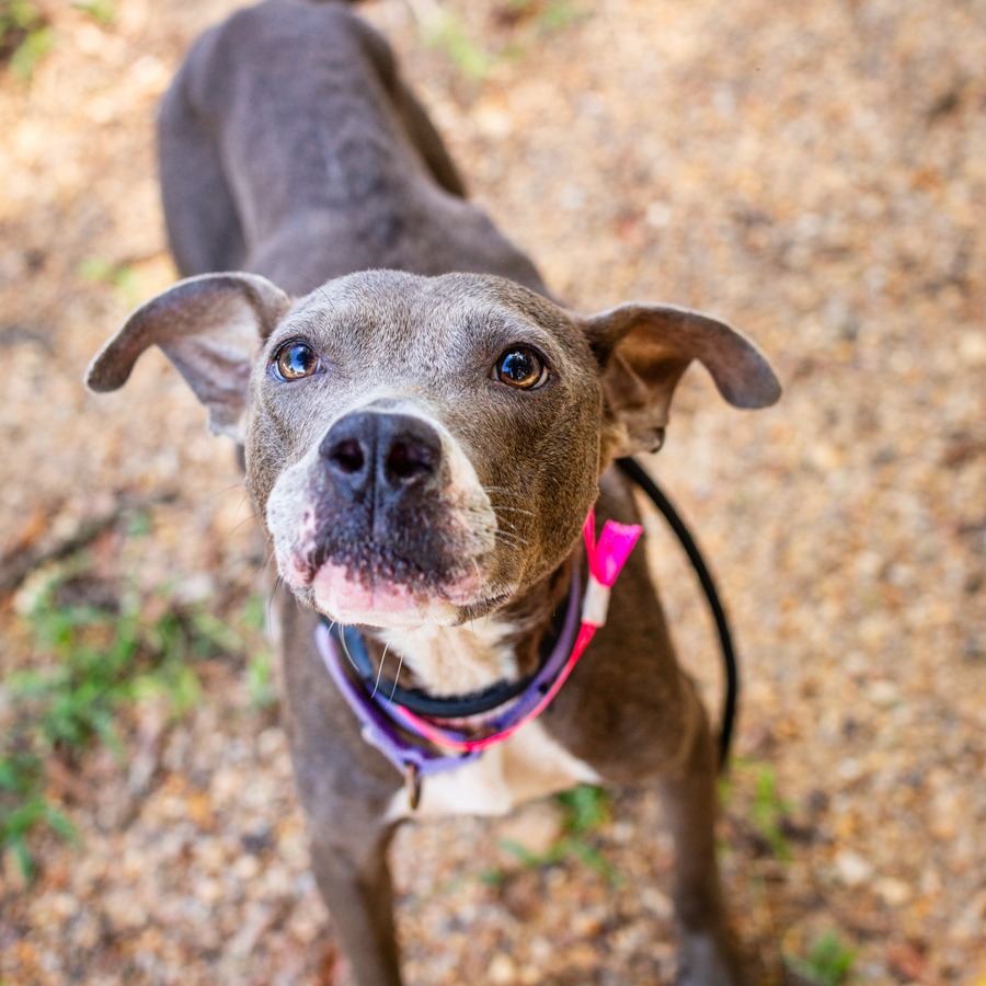 TEACHER'S PET - Terrier, American Staffordshire / Mix available for adoption