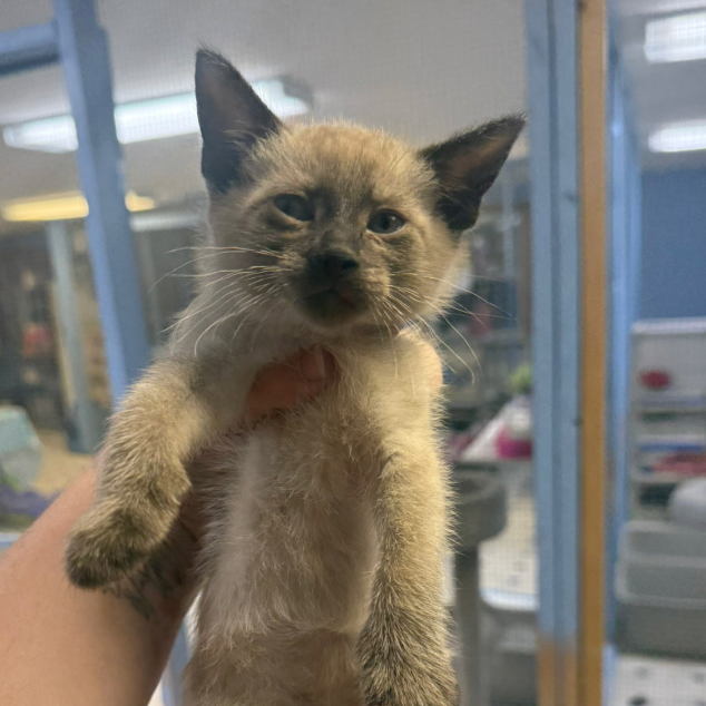 Calvin, adopted