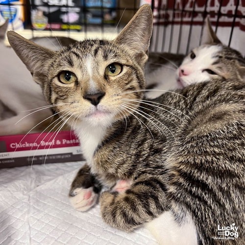 TINY ROLO - Domestic Shorthair available for adoption