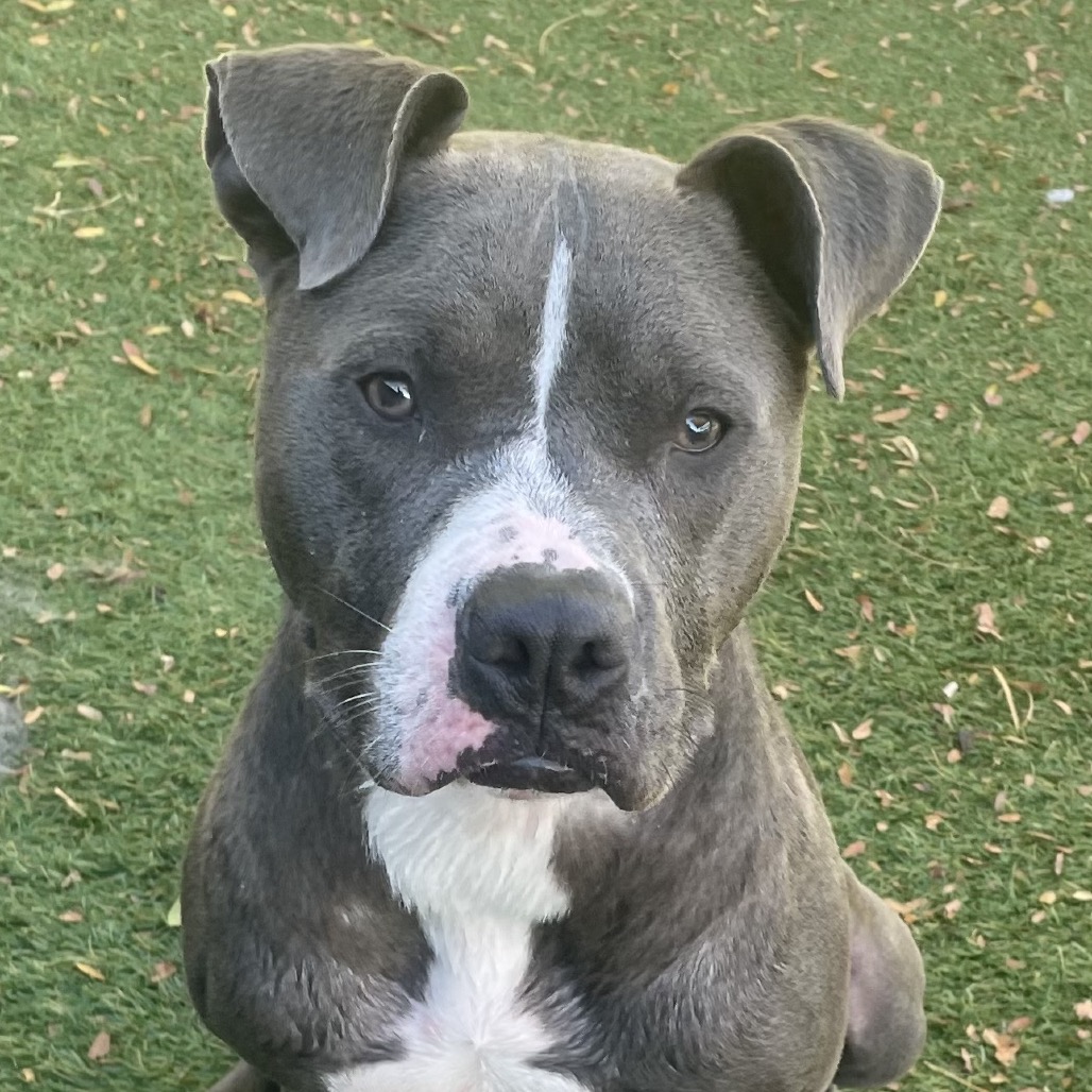 OLLIE - Terrier / Pit Bull available for adoption