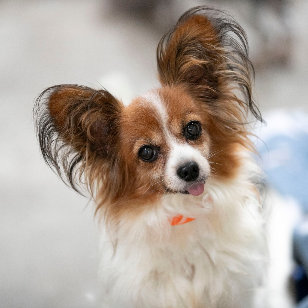 FRANKIE (AG26-206 - Papillon available for adoption