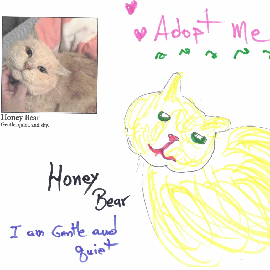 HONEY BEAR, photo 4