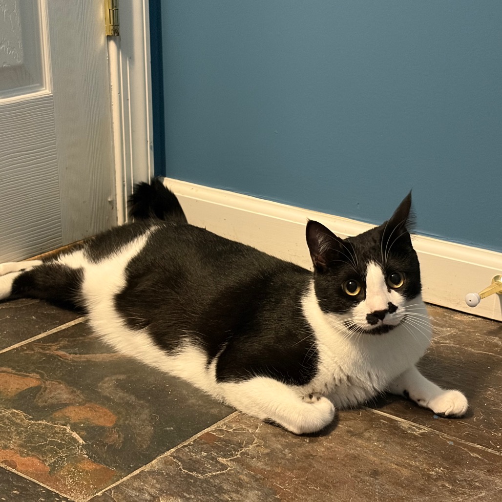 Charlie, photo 7
