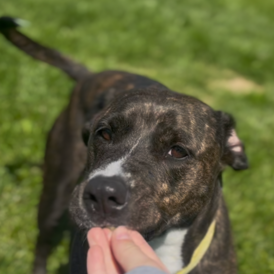 Cora
