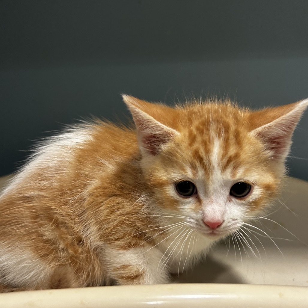 Carrot — thumbnail 2