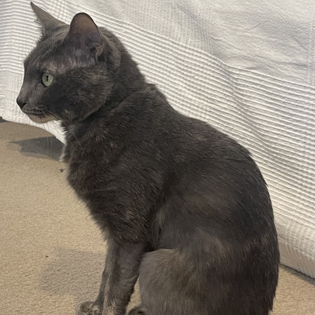 COCO - Domestic Shorthair for adoption in Roswell
