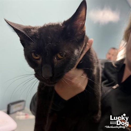 RED FISH - Domestic Shorthair available for adoption