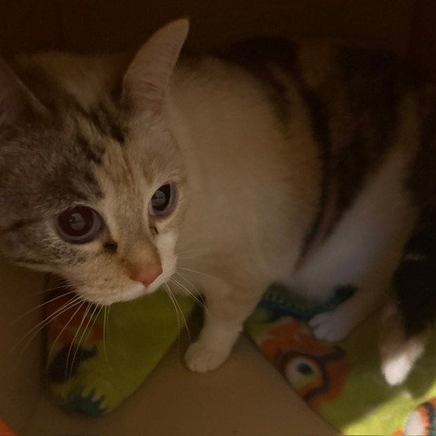 DAISY MAE - Domestic Shorthair available for adoption