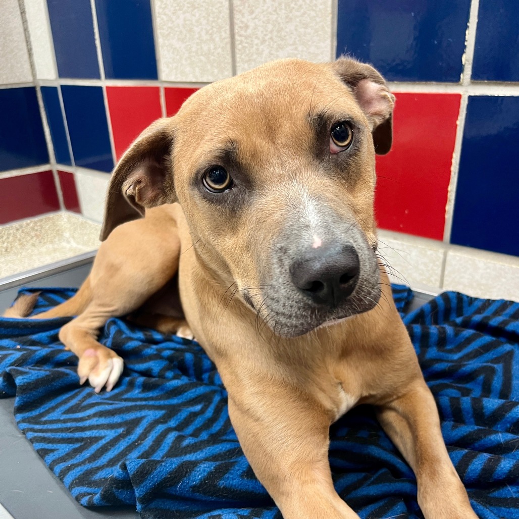 GRACIE - Mixed Breed (Large) available for adoption