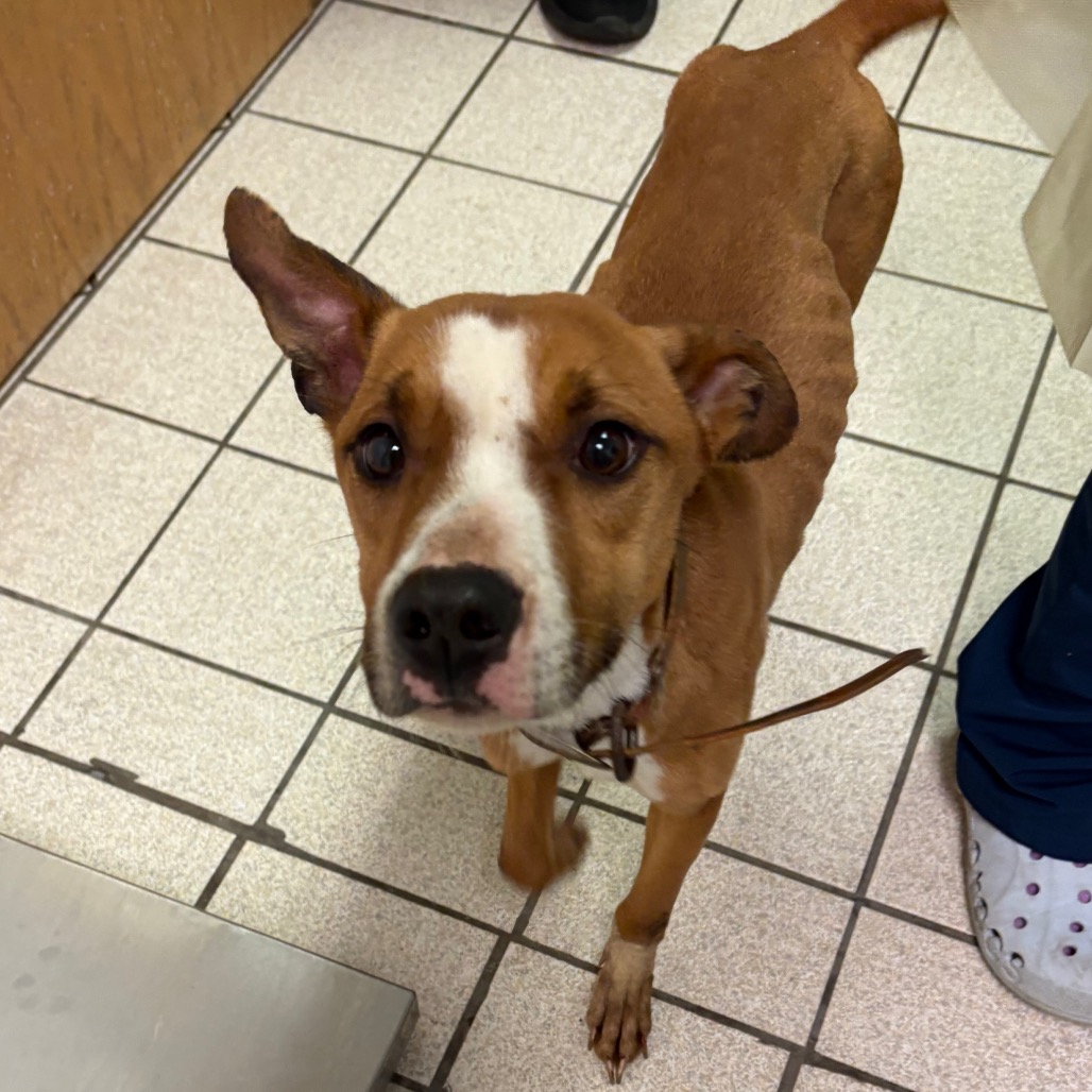 Chevelle — thumbnail 2