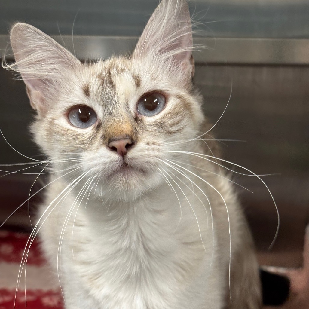 BLAZE - Domestic Medium Hair / Siamese available for adoption