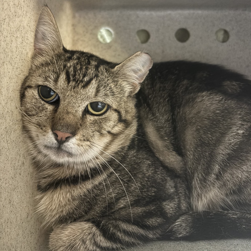 Adoptable Cats Archives - The Humane Society for Tacoma ...