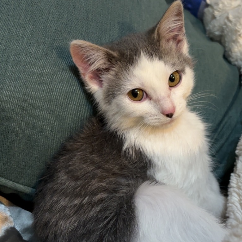 CHARLIE (WAS KERMIT) - Domestic Shorthair available for adoption