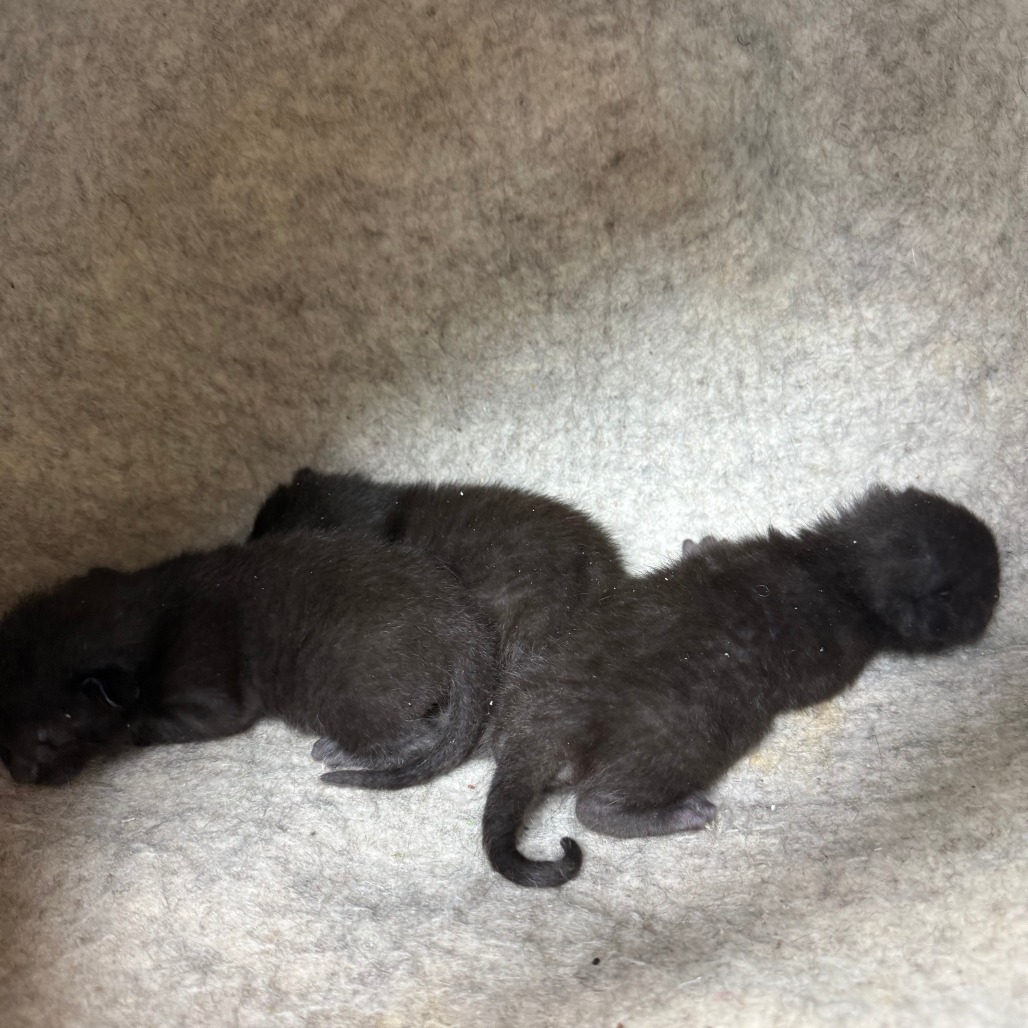 DOVE - Domestic Shorthair available for adoption