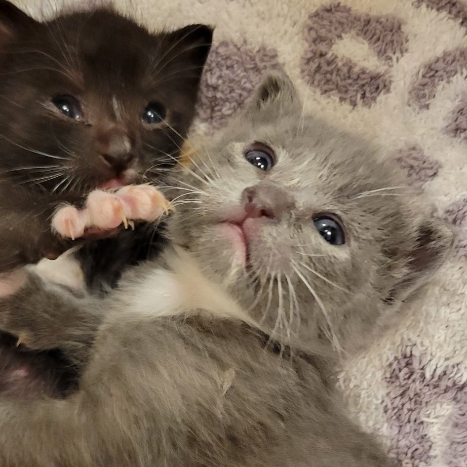 Lucy: Female 3 Domestic Shorthair