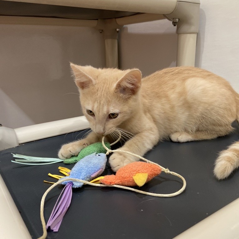 BELIOZ - Domestic Shorthair available for adoption