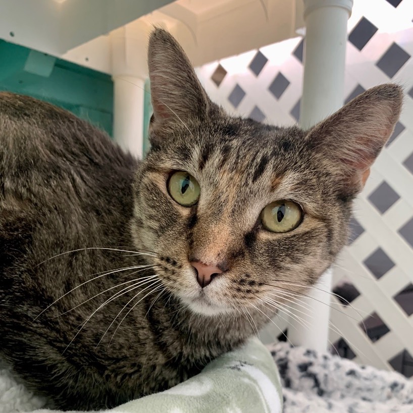 Photo of Lil Bit playing