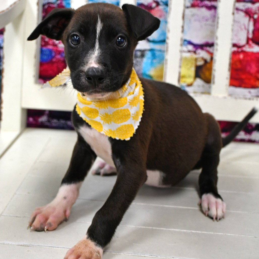 NALA - Retriever, Black Labrador / American Blue Heeler available for adoption