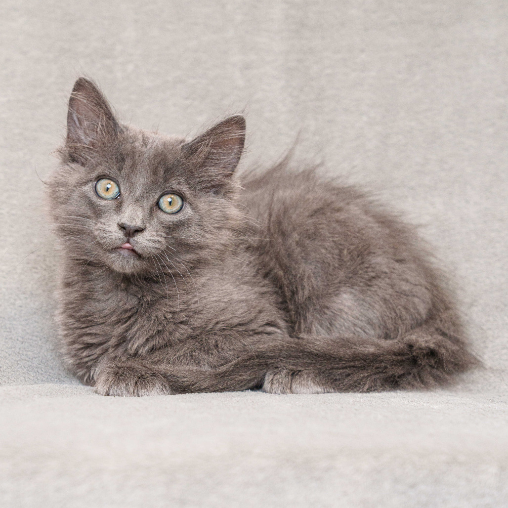 Flint