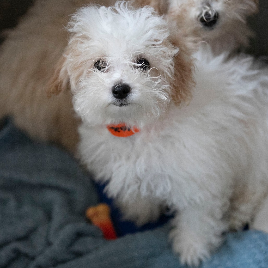 KENO (AG26-192) - Poodle, Toy / Bichon Frise available for adoption