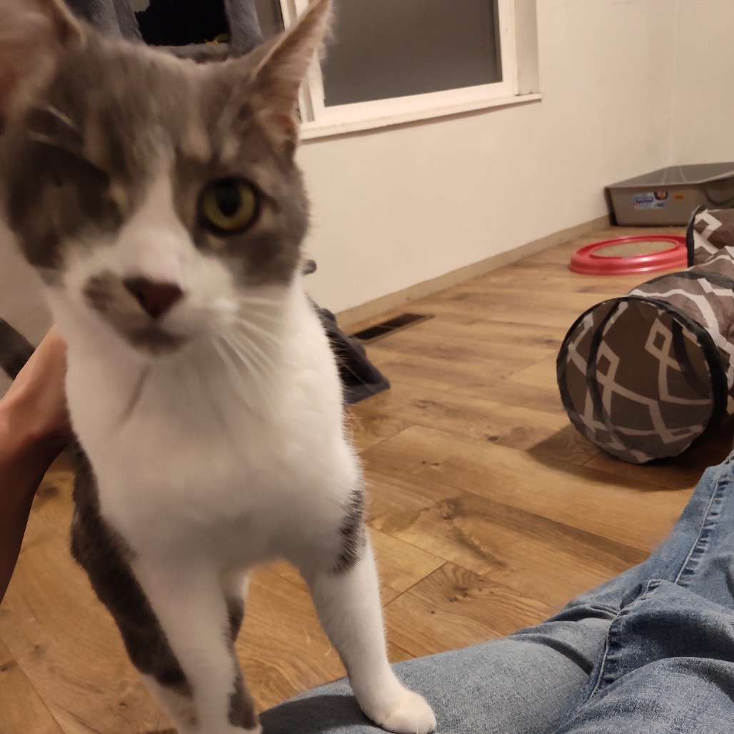 Mouse, photo 4
