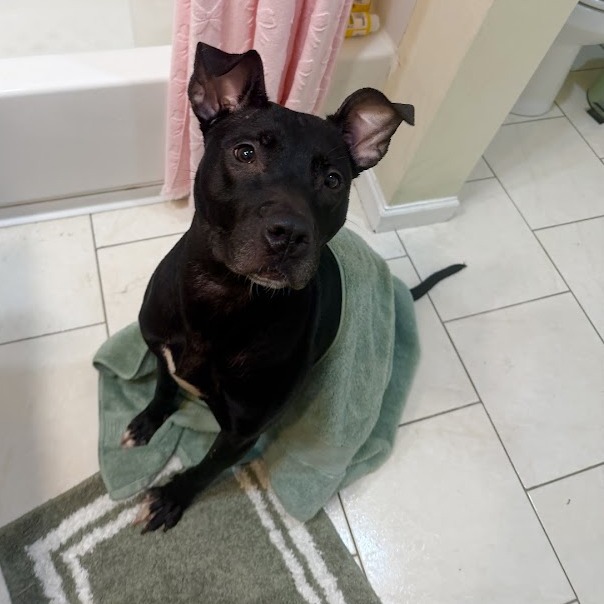 Willow — thumbnail 3