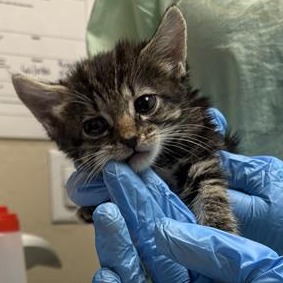 Drip: Male 3 Domestic Shorthair