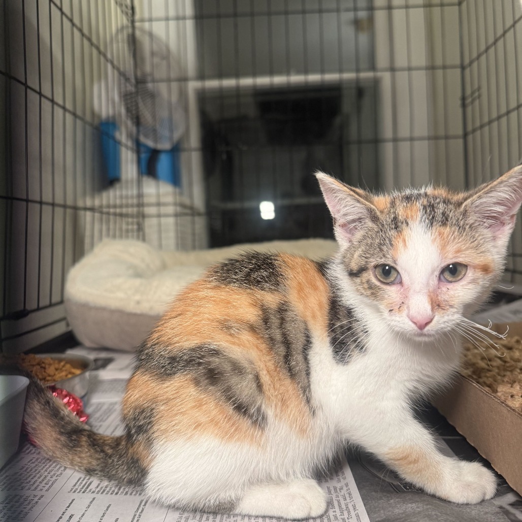 JEWEL - Domestic Shorthair available for adoption