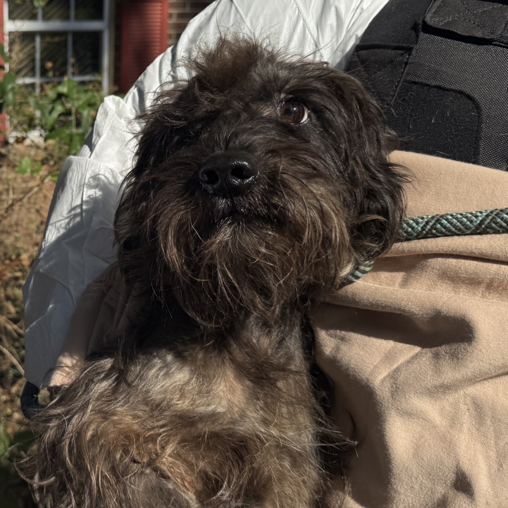 Schnauzer