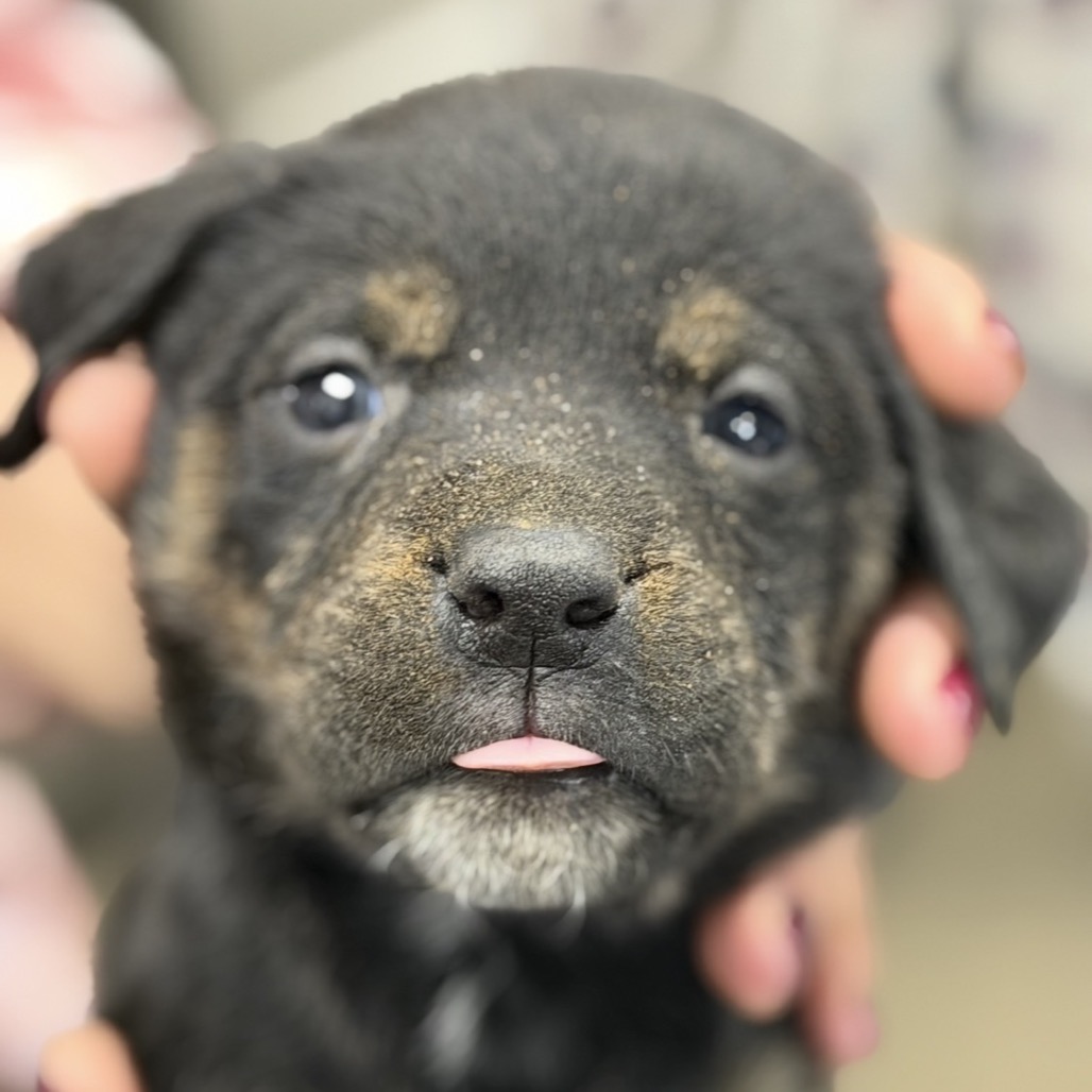 BUZZ - Cattle Dog / Australian (Blue Heeler) available for adoption