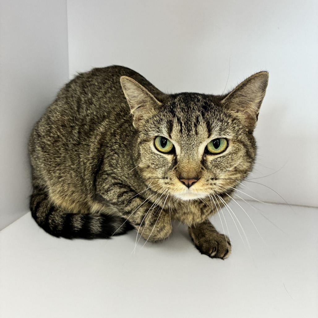 LADY JANE - Domestic Shorthair available for adoption