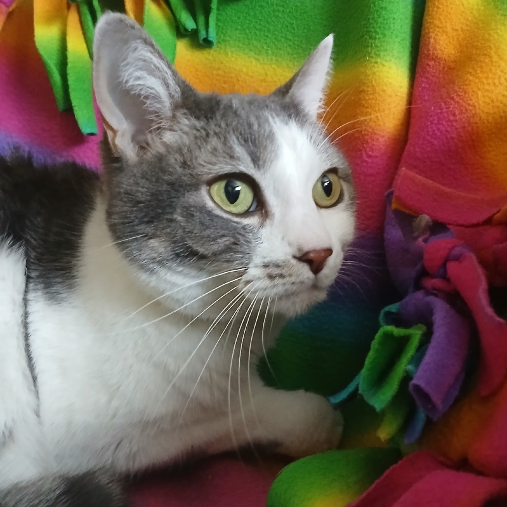 Lil Miss: Female 48 Domestic Shorthair