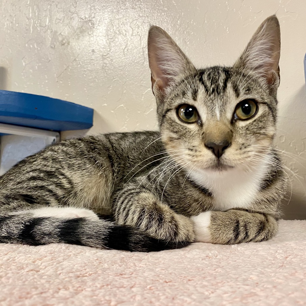 VERONICA MARS - Domestic Shorthair available for adoption