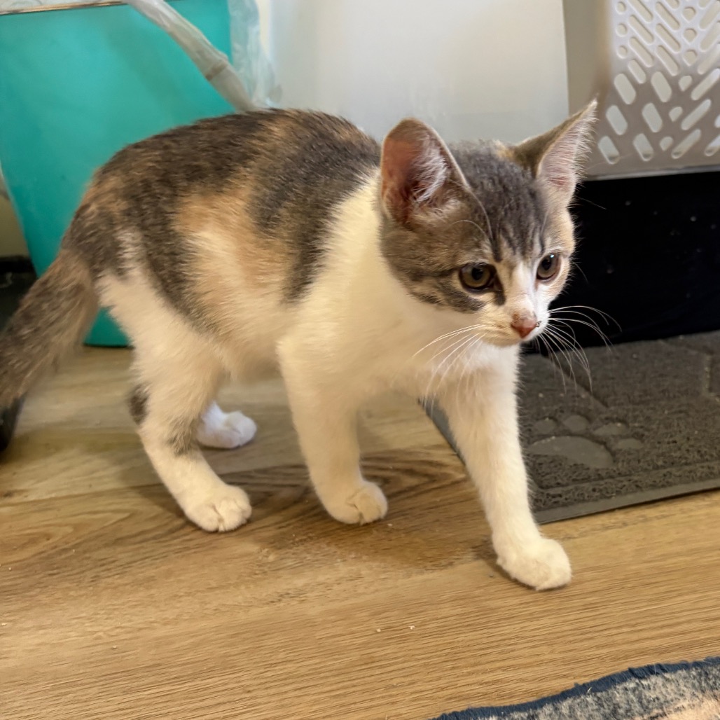 CINNAMON - Domestic Shorthair available for adoption