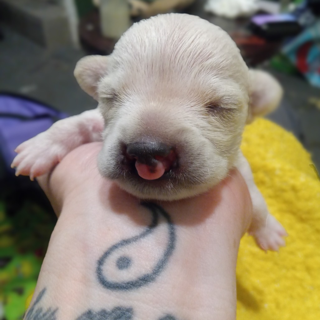 Snuffles — thumbnail 3