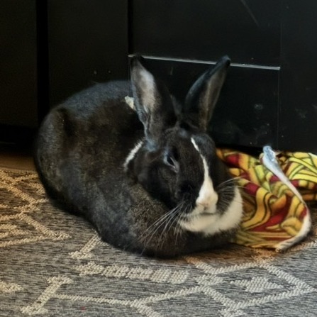 Pepper