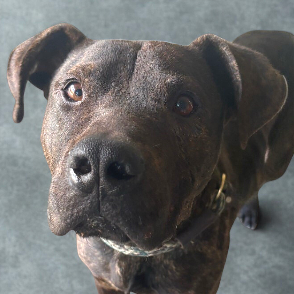 Gravy — thumbnail 3