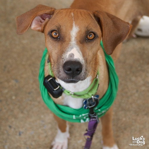 ARIA - Shepherd / Terrier available for adoption