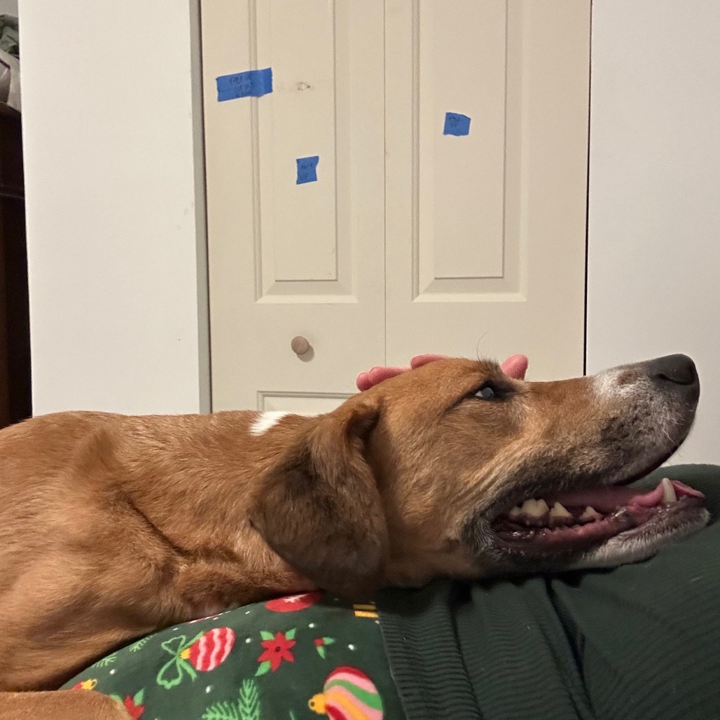 Milo — thumbnail 5