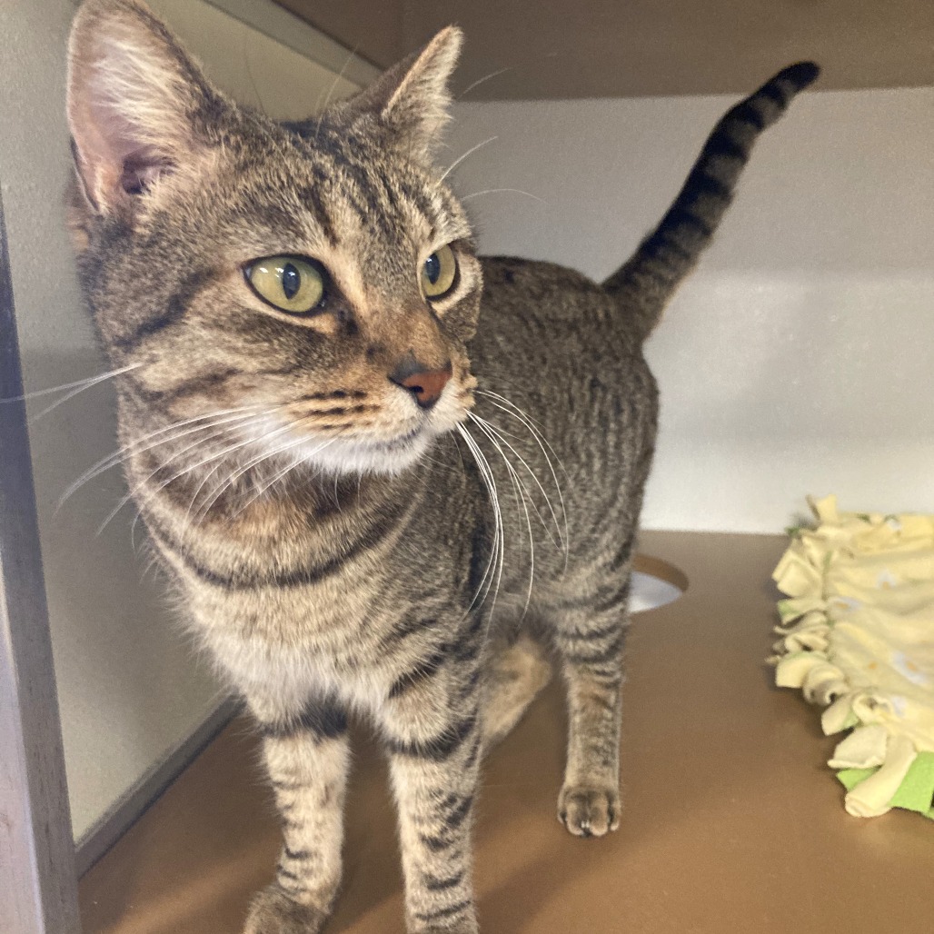 Cleopatra: Female 24 Domestic Shorthair