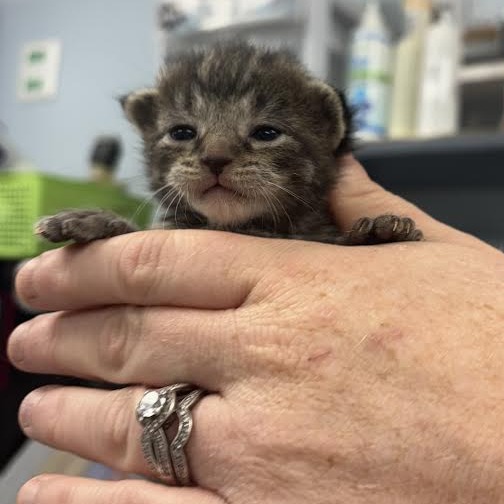 PICKLE - Domestic Shorthair available for adoption