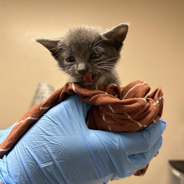 TIDUS - Domestic Shorthair available for adoption