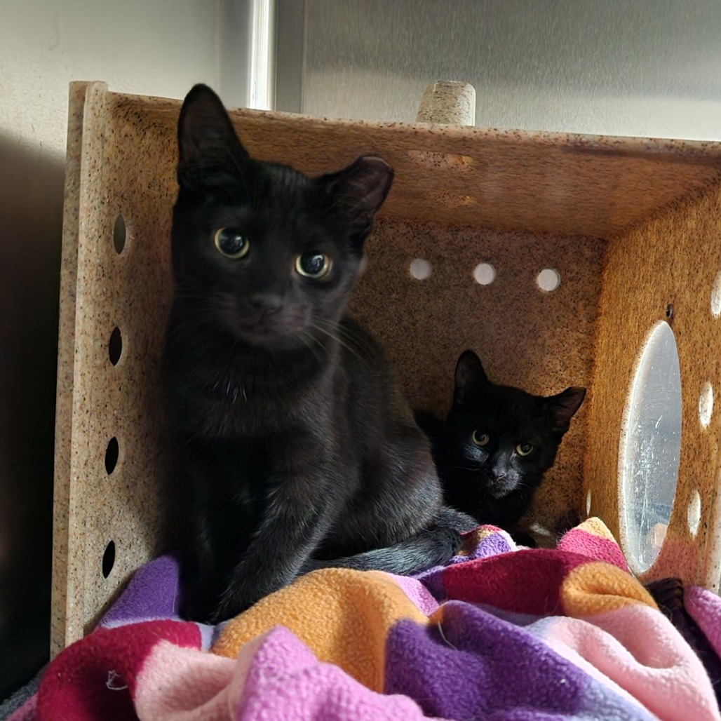Meeko-Foster